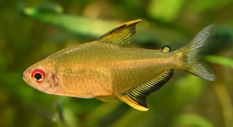 Imagem do Tetra Limão